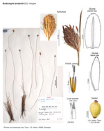 Bulbostylis bodardii