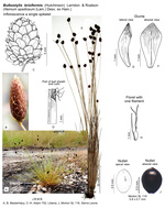 Bulbostylis briziformis