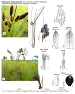 Bulbostylis bulbostyloides