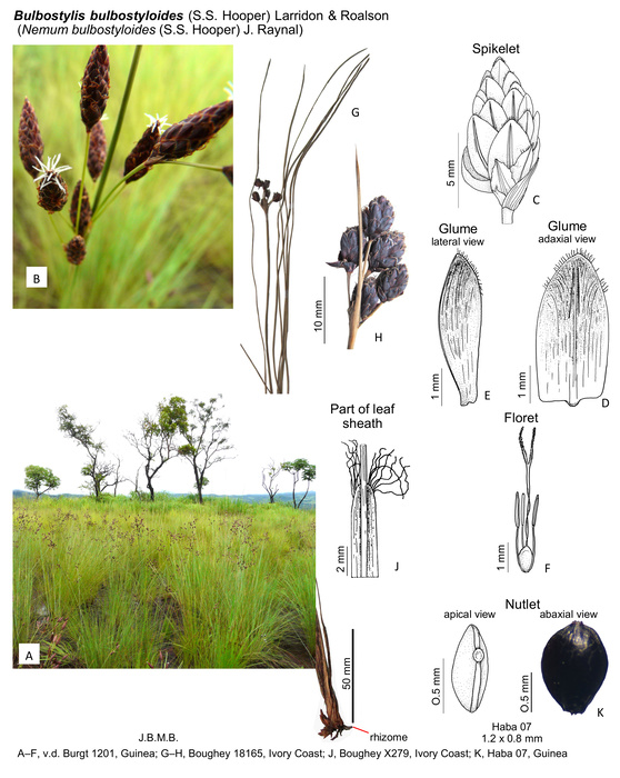 Bulbostylis bulbostyloides