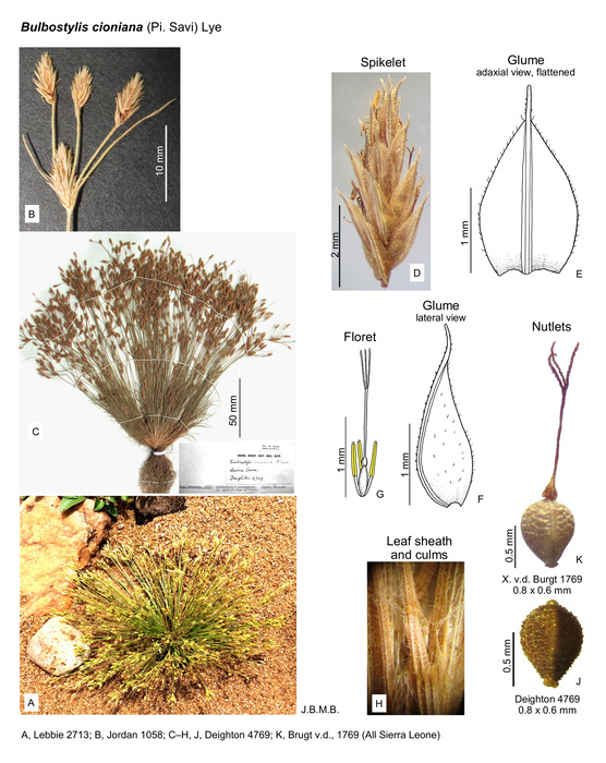 Bulbostylis cioniana