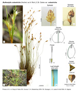 Bulbostylis coleotricha var. coleotricha