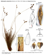 Bulbostylis coleotricha var. hirsuta