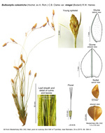 Bulbostylis coleotricha var. miegei
