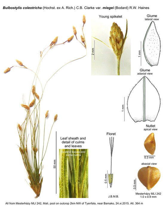 Bulbostylis coleotricha var. miegei