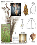 Bulbostylis congolensis