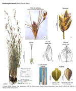 Bulbostylis densa