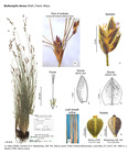 Bulbostylis densa