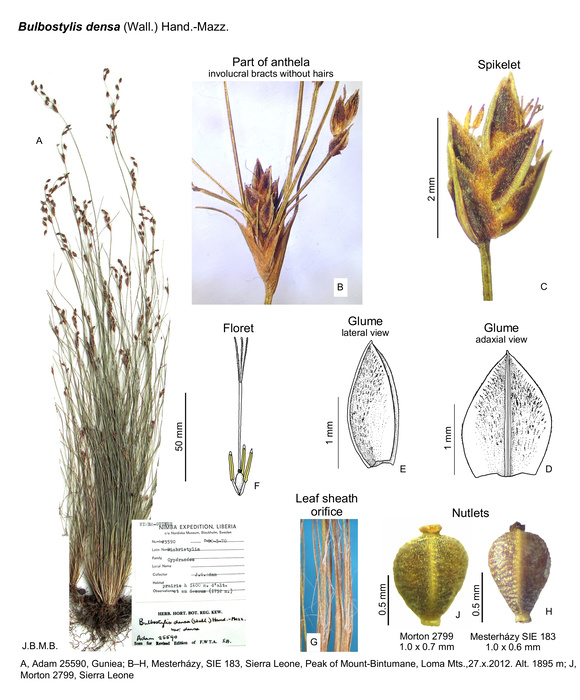 Bulbostylis densa