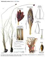 Bulbostylis schoenoides (as B. erratica)