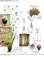 Bulbostylis filamentosa