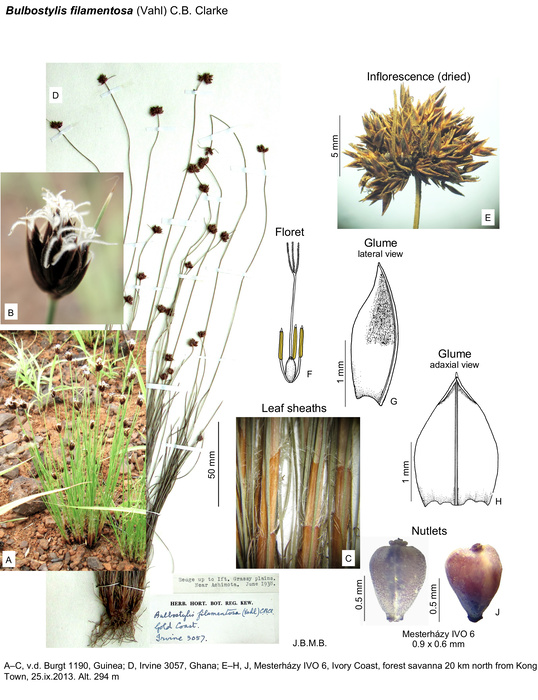 Bulbostylis filamentosa