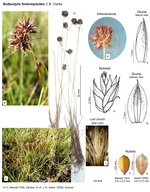 Bulbostylis fimbristyloides