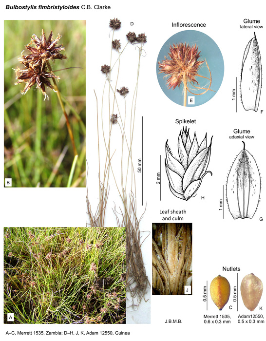 Bulbostylis fimbristyloides