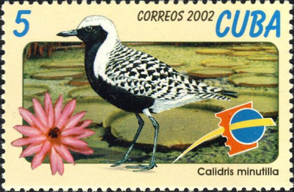 Pluvialis squatarola