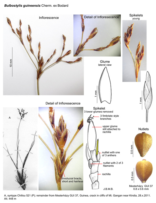 Bulbostylis guineensis