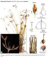 Bulbostylis hispidula subsp. hispidula