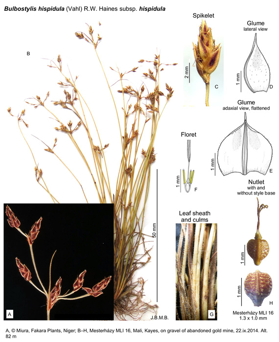 Bulbostylis hispidula subsp. hispidula