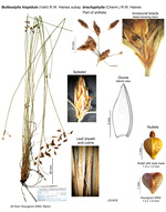 Bulbostylis hispidula subsp. brachyphylla