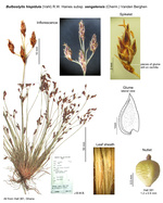 Bulbostylis hispidula subsp. senegalensis