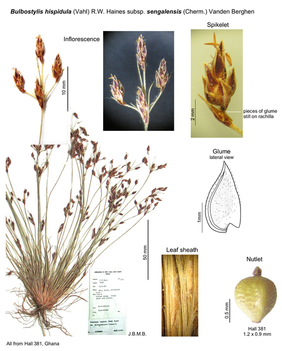 Bulbostylis hispidula subsp. senegalensis
