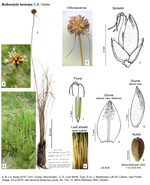 Bulbostylis laniceps