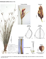 Bulbostylis lanifera