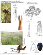 Bulbostylis neocapitata
