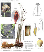 Bulbostylis oritrephes