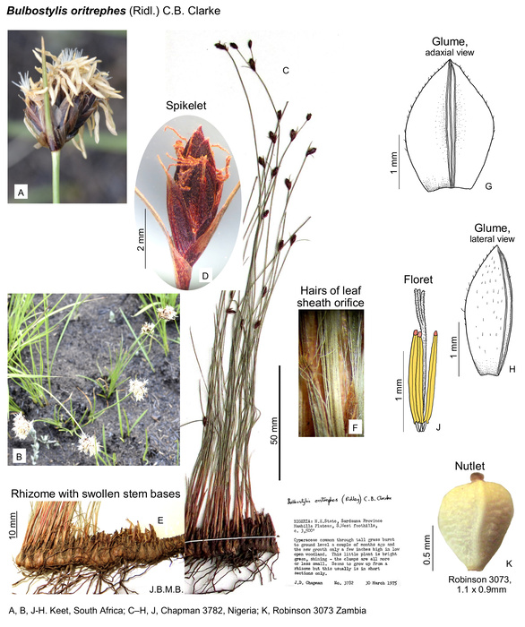 Bulbostylis oritrephes