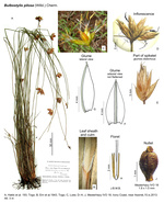 Bulbostylis pilosa