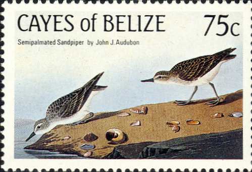 Calidris pusilla Calidris pusilla