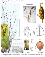 Bulbostylis pusilla