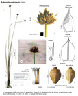 Bulbostylis scabricaulis