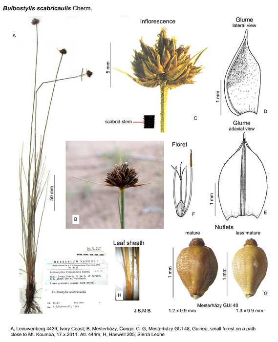 Bulbostylis scabricaulis