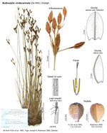 Bulbostylis viridecarinata