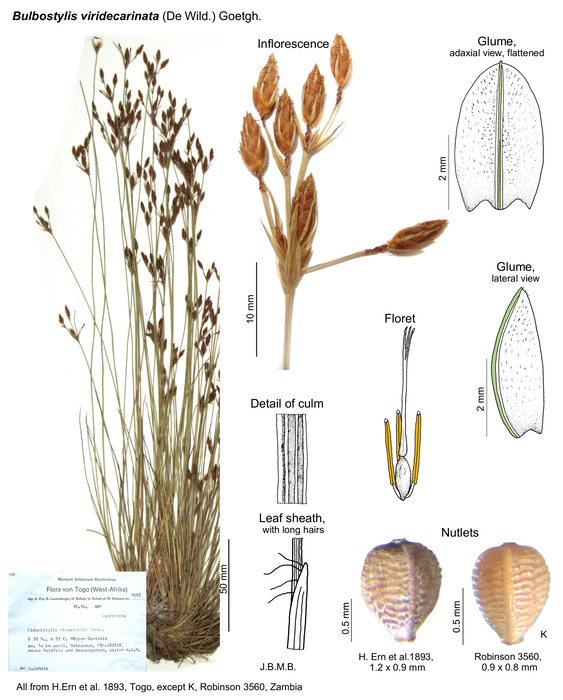 Bulbostylis viridecarinata