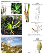 Capeobolus brevicaulis