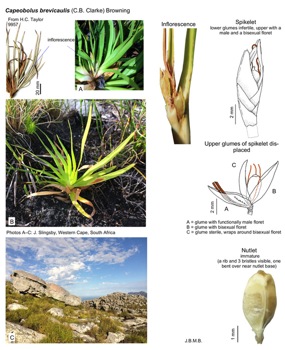 Capeobolus brevicaulis