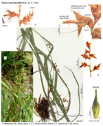 Carex neochevalieri