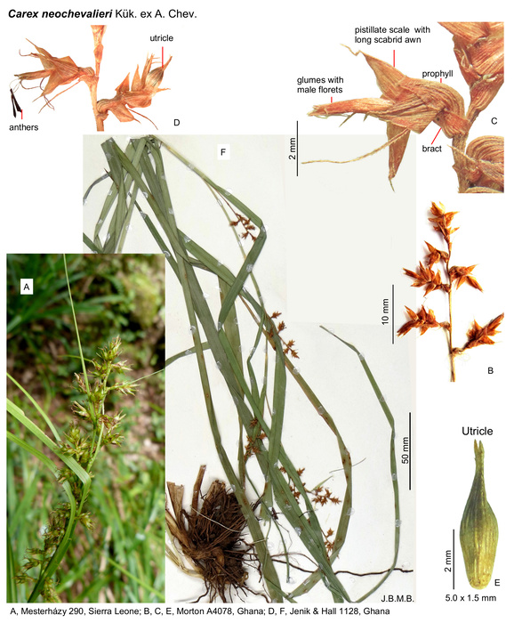 Carex neochevalieri