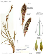 Carex petitiana