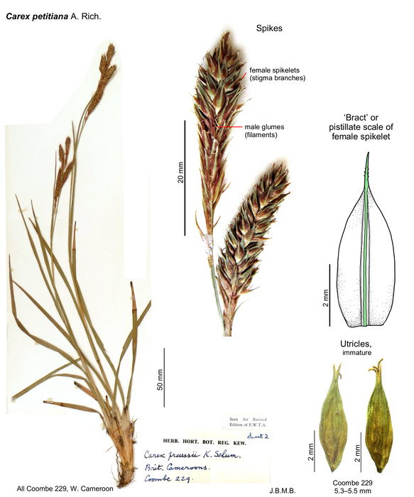 Carex petitiana