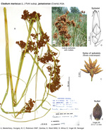 Cladium mariscus subsp. jamaicense