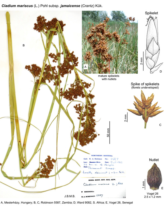 Cladium mariscus subsp. jamaicense