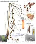Coleochloa abyssinica