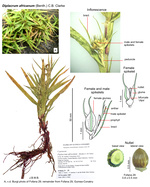 Diplacrum africanum