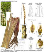 Eleocharis acutangula