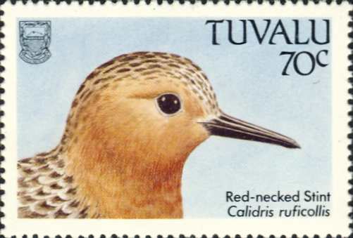 Calidris ruficollis Calidris ruficollis