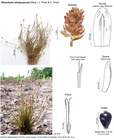 Eleocharis atropurpurea